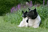 AKITA AMERICAIN 521